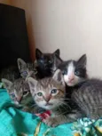 Gatinhos 