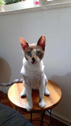 Gato raça Srd idade 2 a 6 meses nome Nina