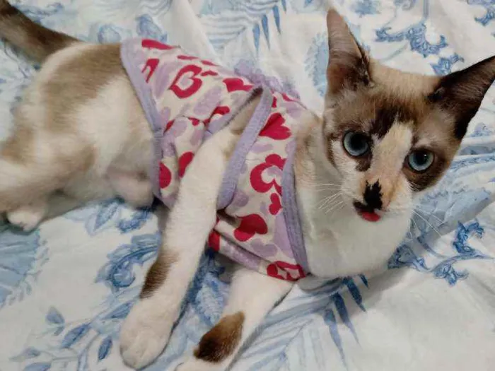 Gato raça Srd idade 2 a 6 meses nome Nina