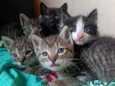 Gatinhos