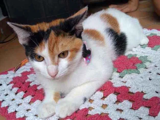 Gato raça Srd idade 2 a 6 meses nome Cacau