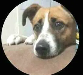 Cachorro raça  idade 2 anos nome Bono 