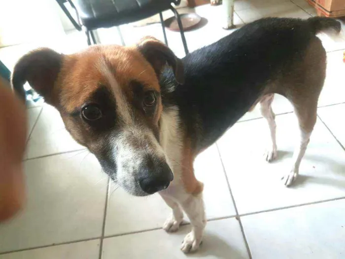 Cachorro raça  idade 2 anos nome Bono 