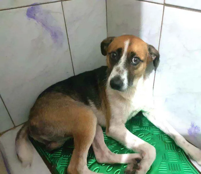 Cachorro raça  idade 2 anos nome Bono 