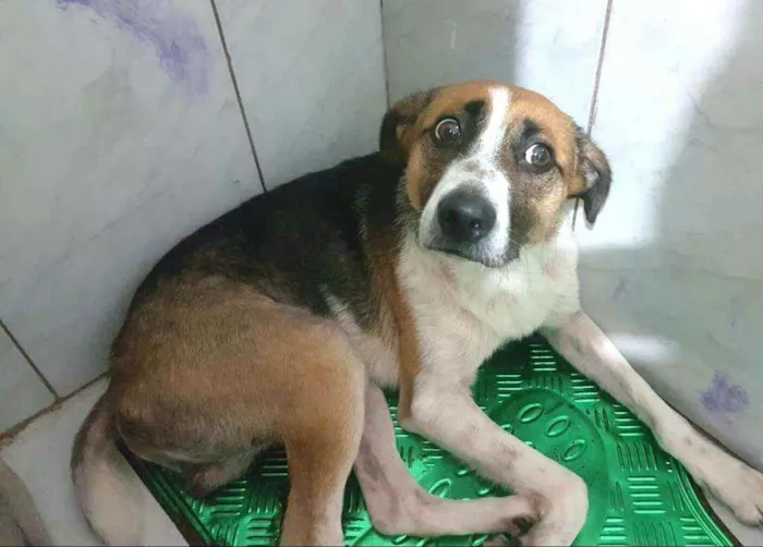 Cachorro raça  idade 2 anos nome Bono 