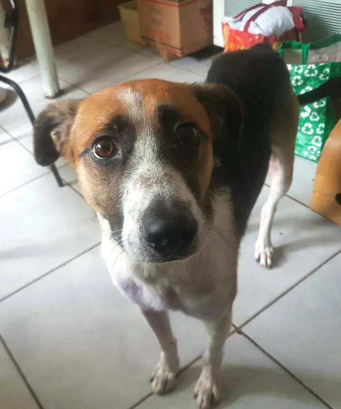 Cachorro raça  idade 2 anos nome Bono 