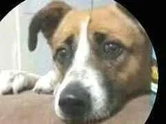 Cachorro raça  idade 2 anos nome Bono 