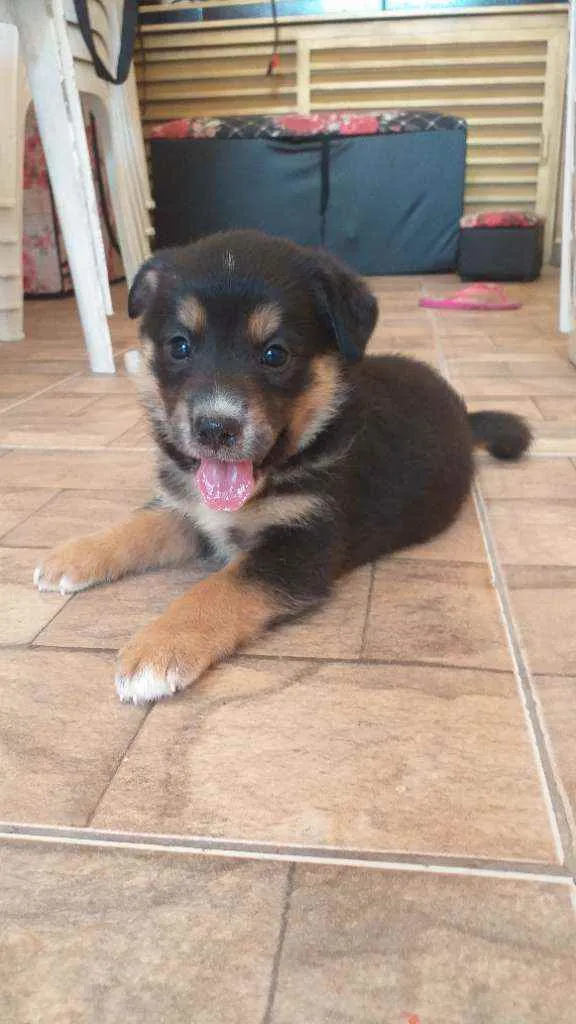 Cachorro ra a  idade Abaixo de 2 meses nome Sem nome ainda