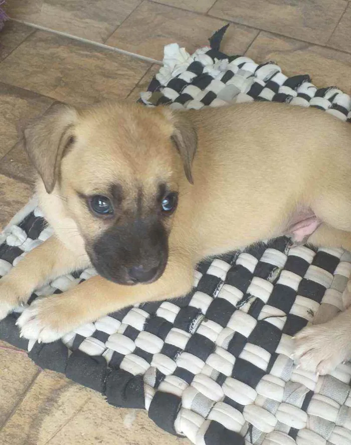 Cachorro ra a  idade Abaixo de 2 meses nome Sem nome ainda