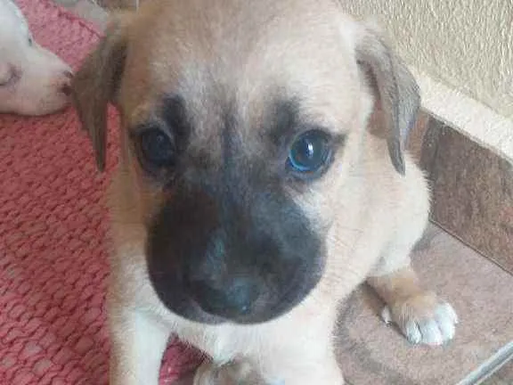 Cachorro ra a  idade Abaixo de 2 meses nome Sem nome ainda