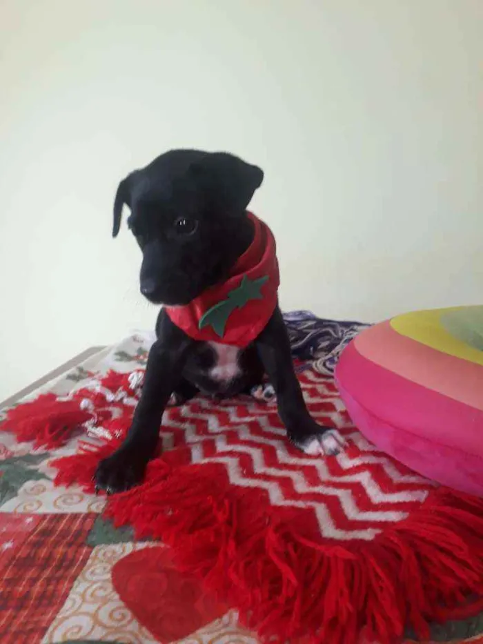 Cachorro raça Srd idade Abaixo de 2 meses nome Zeca