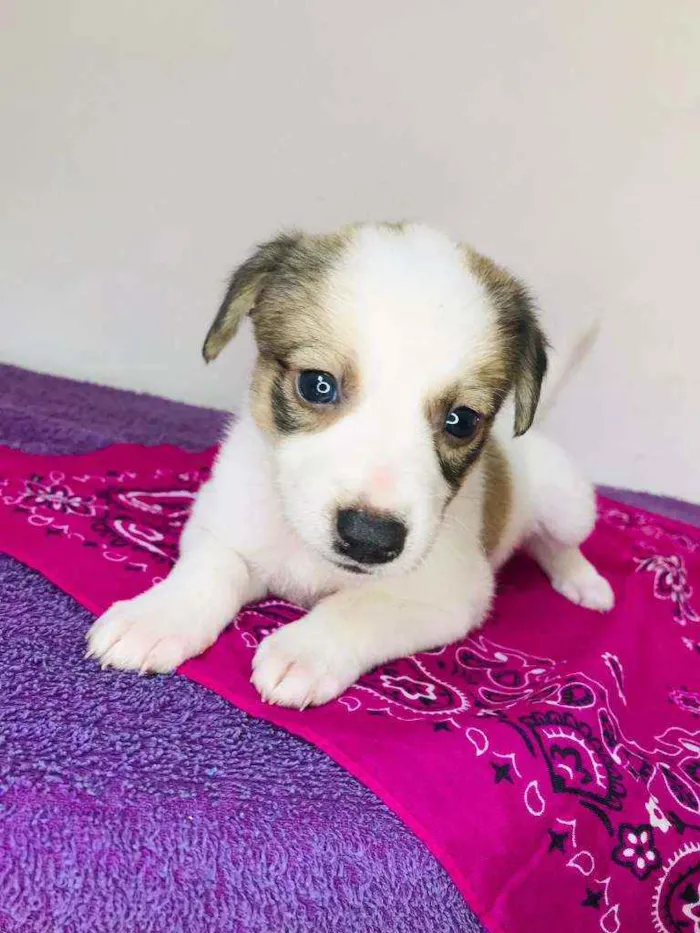 Cachorro raça Srd idade Abaixo de 2 meses nome Aninha 