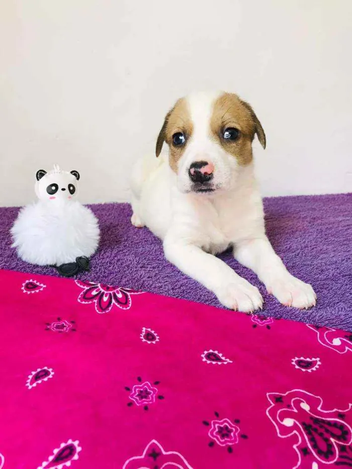 Cachorro ra a Srd idade Abaixo de 2 meses nome Dudinha