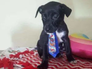 Cachorro raça Srd idade Abaixo de 2 meses nome Zeca