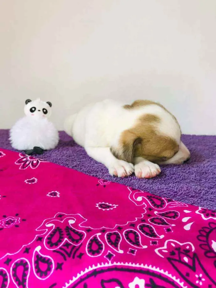 Cachorro ra a Srd idade Abaixo de 2 meses nome Dudinha