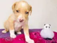 Cachorro raça Srd idade Abaixo de 2 meses nome Abelhinha