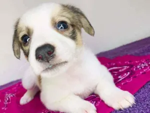 Cachorro raça Srd idade Abaixo de 2 meses nome Aninha 