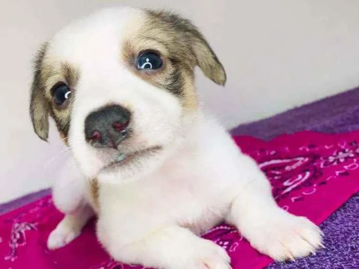 Cachorro raça Srd idade Abaixo de 2 meses nome Aninha 