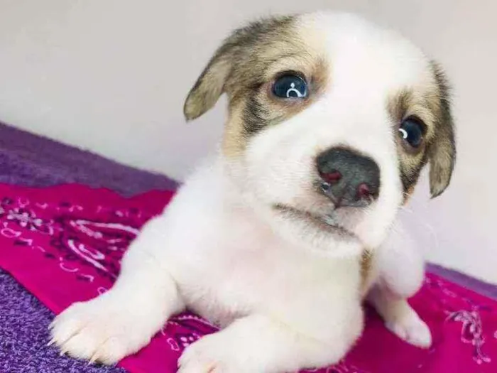 Cachorro raça Srd idade Abaixo de 2 meses nome Aninha 