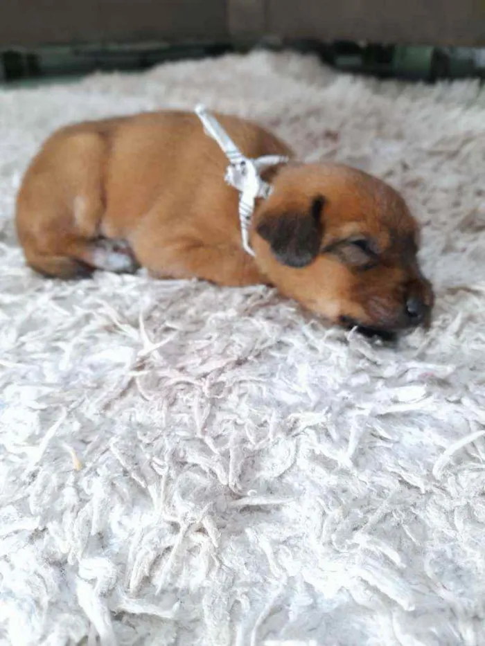 Cachorro raça Srd idade Abaixo de 2 meses nome Iggy