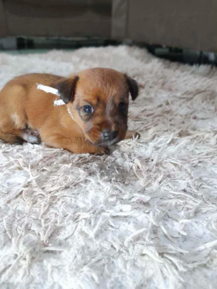 Cachorro raça Srd idade Abaixo de 2 meses nome Iggy