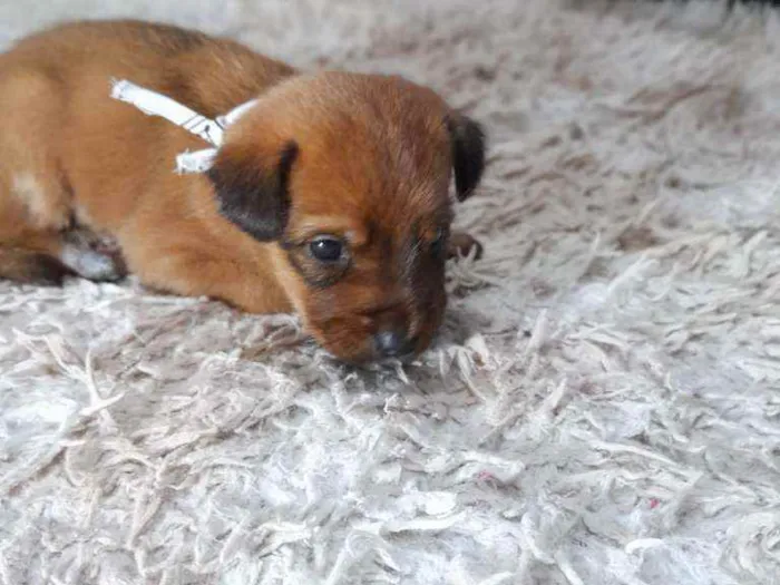 Cachorro raça Srd idade Abaixo de 2 meses nome Iggy