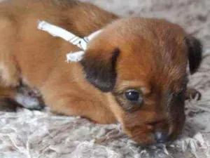 Cachorro raça Srd idade Abaixo de 2 meses nome Iggy