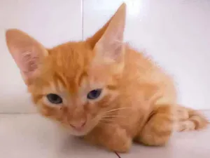 Gato raça Vira  idade 2 a 6 meses nome Filhote 1 e#r