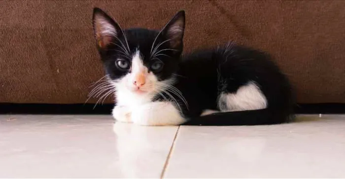 Gato ra a Vira idade 2 a 6 meses nome Filhote 2