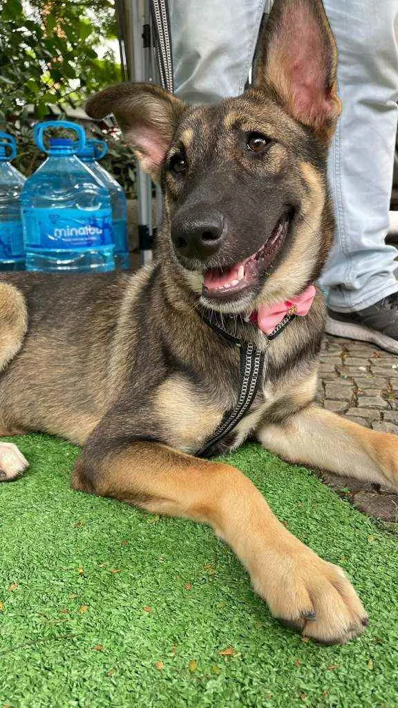Cachorro ra a SRD idade 7 a 11 meses nome Margarida