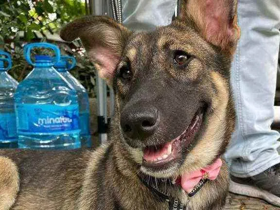 Cachorro ra a SRD idade 7 a 11 meses nome Margarida