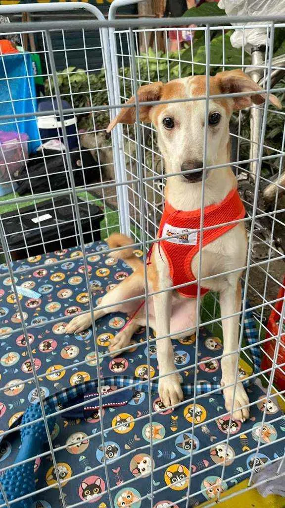 Cachorro ra a SRD idade 7 a 11 meses nome Paco
