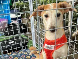 Cachorro raça SRD idade 7 a 11 meses nome Paco