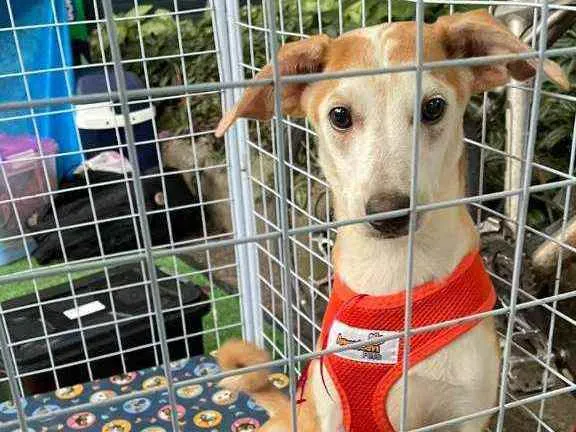 Cachorro ra a SRD idade 7 a 11 meses nome Paco