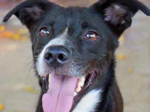 Cachorro raça Srd idade 2 anos nome Rios