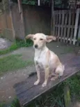 Jasmim