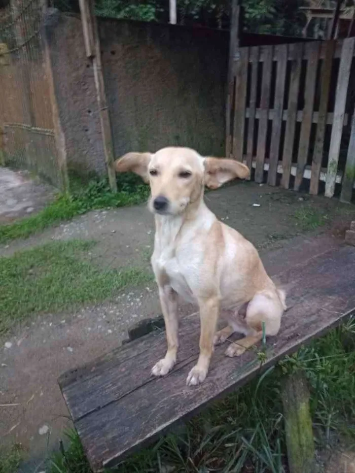Cachorro ra a SRD idade 2 anos nome Jasmim