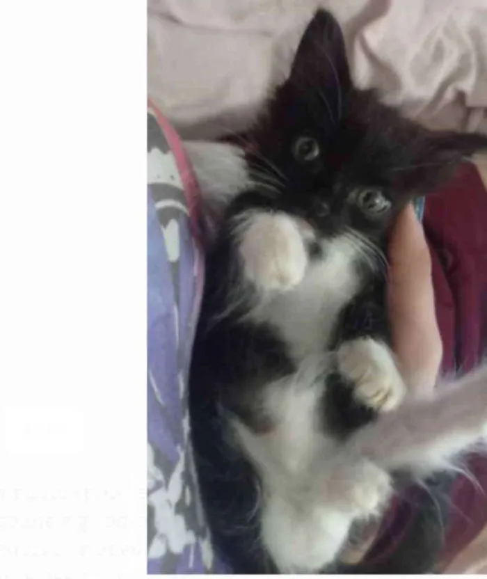 Cachorro raça Frajola idade Abaixo de 2 meses nome Sem nome
