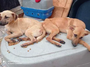 Cachorro raça SRD idade 1 ano nome Lótus e Lory