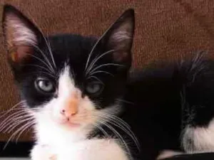 Gato raça Vira idade 2 a 6 meses nome Filhote 2