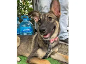 Cachorro raça SRD idade 7 a 11 meses nome Margarida