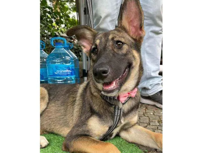 Cachorro ra a SRD idade 7 a 11 meses nome Margarida