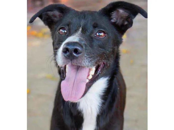 Cachorro ra a Srd idade 2 anos nome Rios