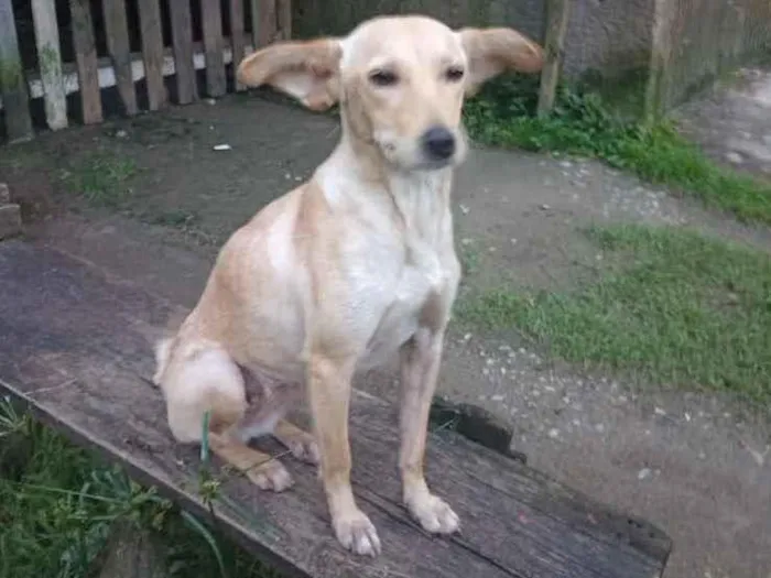 Cachorro ra a SRD idade 2 anos nome Jasmim