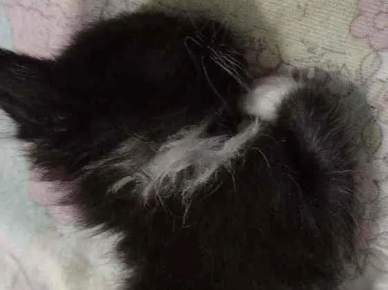 Cachorro raça Frajola idade Abaixo de 2 meses nome Sem nome