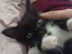 Cachorro raça Frajola idade Abaixo de 2 meses nome Sem nome