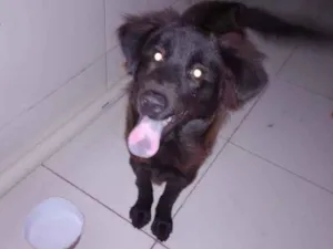 Cachorro raça Chow chow idade 2 a 6 meses nome Baruk