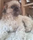 Cachorro raça Shitzu  idade 4 anos nome Jully