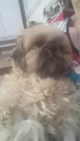 Cachorro raça Shitzu  idade 4 anos nome Jully