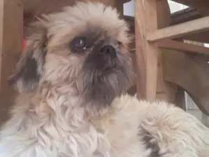Cachorro raça Shitzu  idade 4 anos nome Jully